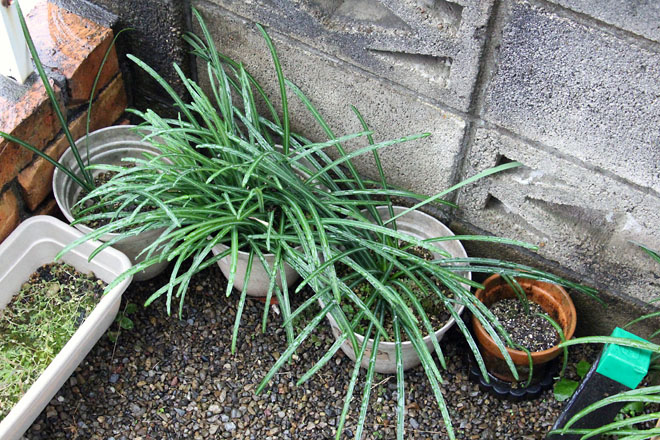 f:id:takahikonojima:20210124083638j:plain