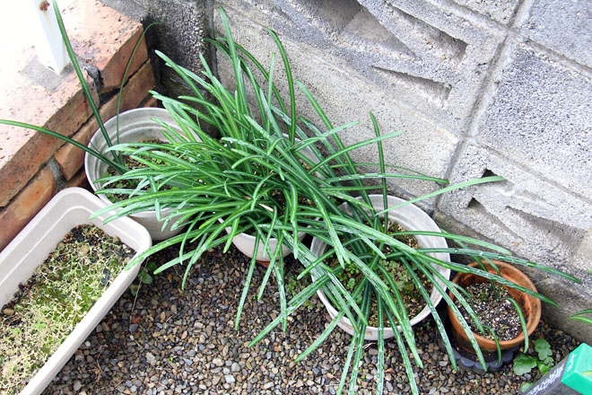 f:id:takahikonojima:20210127112503j:plain