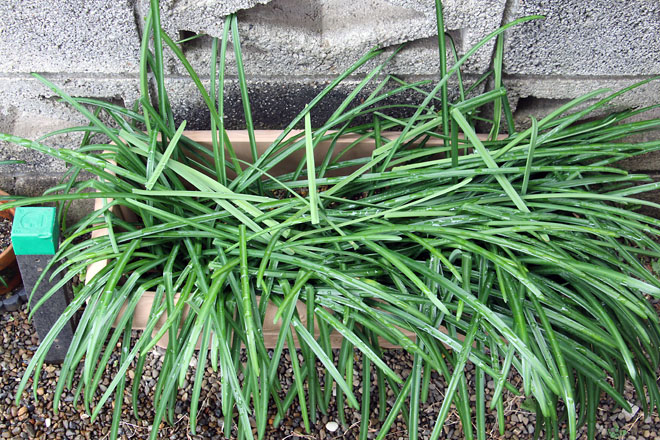 f:id:takahikonojima:20210127112507j:plain