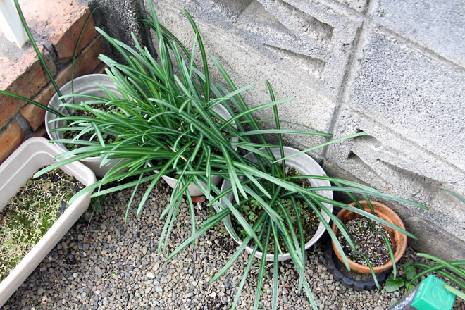 f:id:takahikonojima:20210128090052j:plain