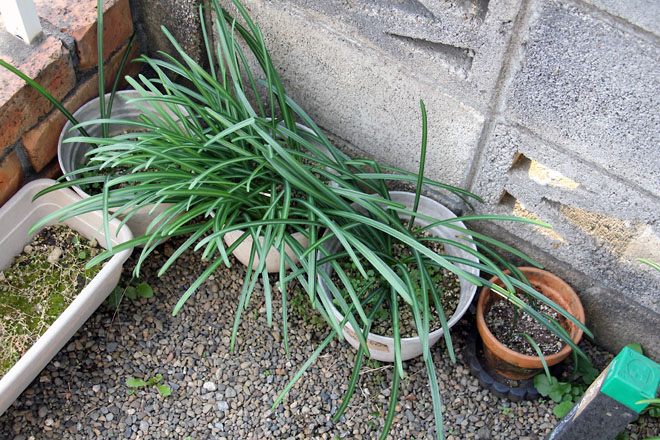 f:id:takahikonojima:20210305071147j:plain