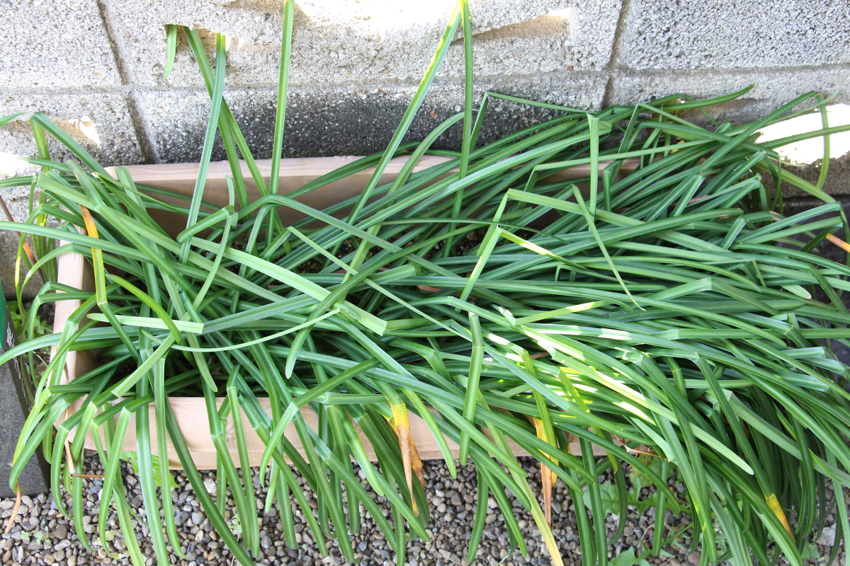 f:id:takahikonojima:20210419072007j:plain