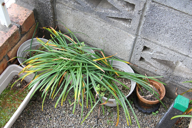 f:id:takahikonojima:20210512061754j:plain