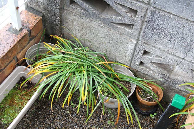 f:id:takahikonojima:20210513072718j:plain