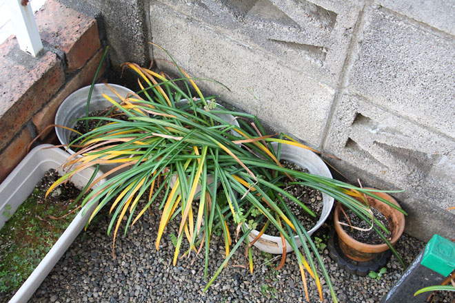 f:id:takahikonojima:20210514183001j:plain