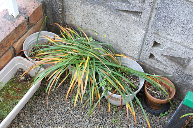 f:id:takahikonojima:20210515141755j:plain