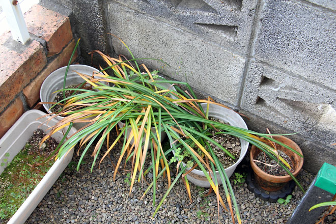 f:id:takahikonojima:20210516073613j:plain