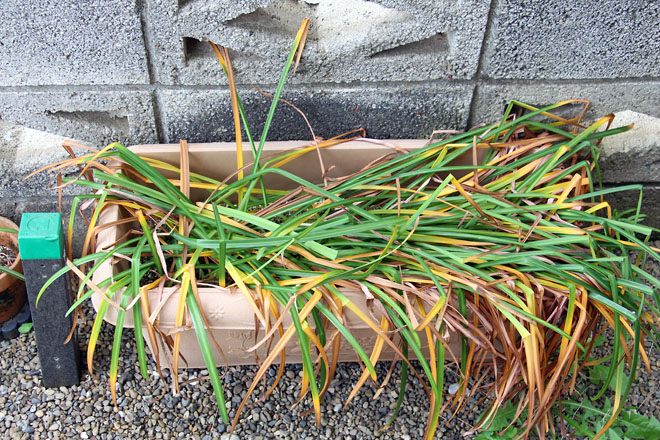 f:id:takahikonojima:20210516073617j:plain