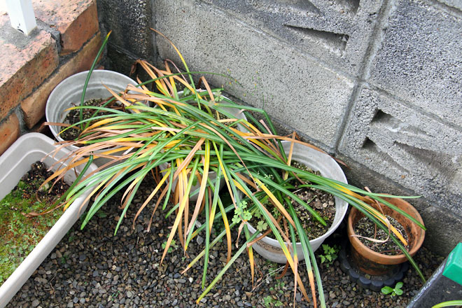 f:id:takahikonojima:20210517064356j:plain