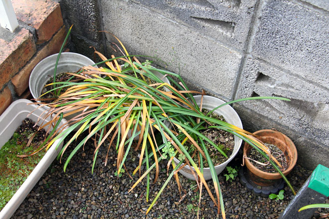 f:id:takahikonojima:20210518060542j:plain