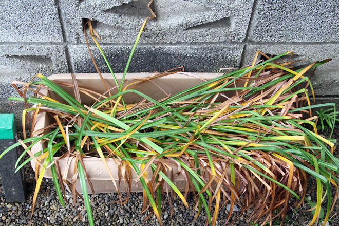 f:id:takahikonojima:20210518060553j:plain