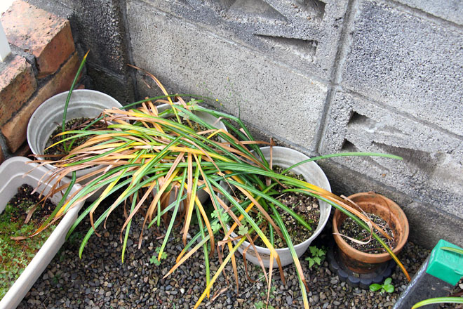 f:id:takahikonojima:20210519062626j:plain