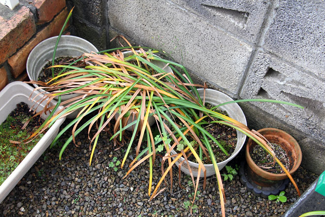 f:id:takahikonojima:20210520065709j:plain