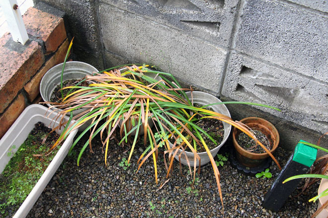 f:id:takahikonojima:20210521064402j:plain