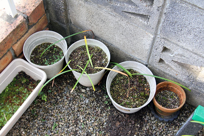 f:id:takahikonojima:20210601072909j:plain