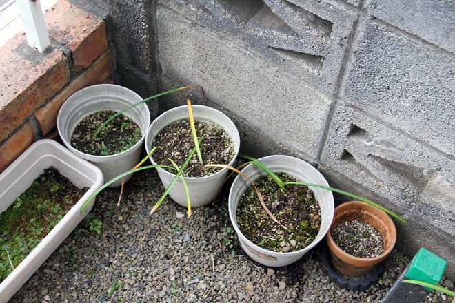 f:id:takahikonojima:20210602054228j:plain