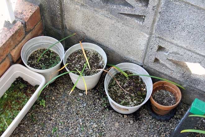 f:id:takahikonojima:20210603084114j:plain