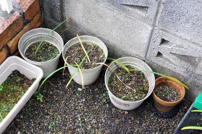 f:id:takahikonojima:20210604065429j:plain