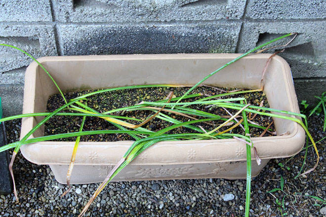 f:id:takahikonojima:20210604065431j:plain