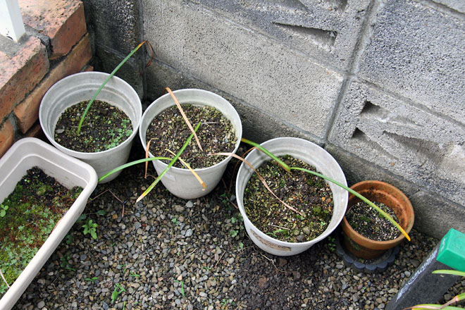 f:id:takahikonojima:20210605065456j:plain