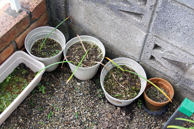 f:id:takahikonojima:20210606085805j:plain