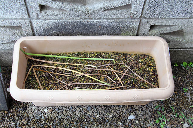 f:id:takahikonojima:20210616062705j:plain