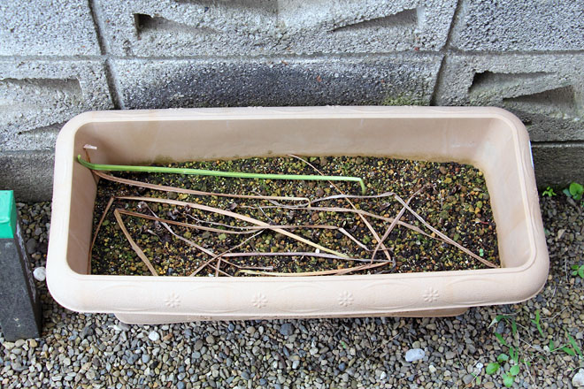 f:id:takahikonojima:20210617074121j:plain