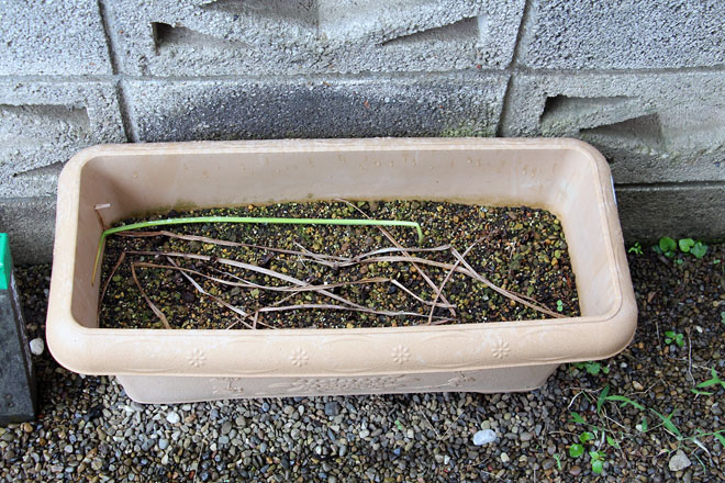 f:id:takahikonojima:20210619074843j:plain