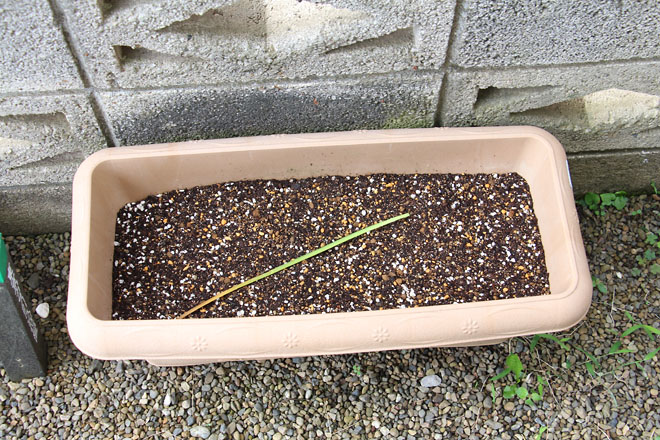 f:id:takahikonojima:20210624064532j:plain