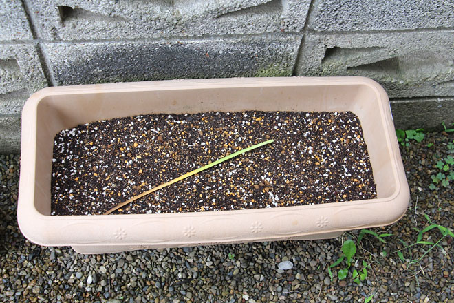 f:id:takahikonojima:20210625063600j:plain