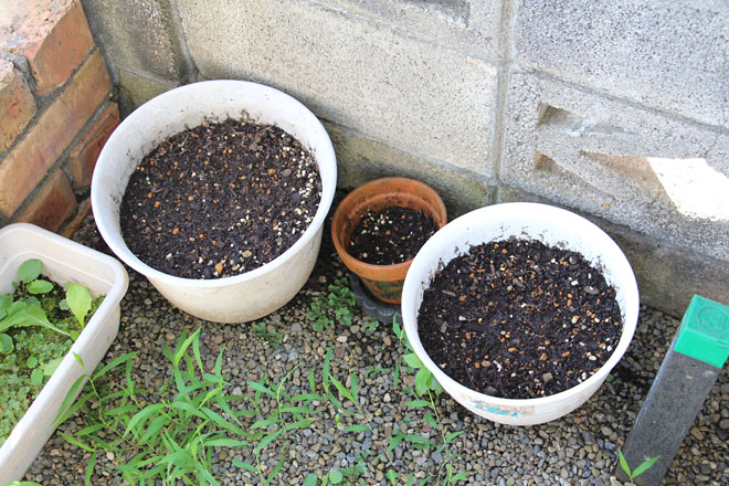 f:id:takahikonojima:20210717075130j:plain