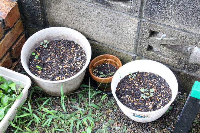 f:id:takahikonojima:20210815075951j:plain