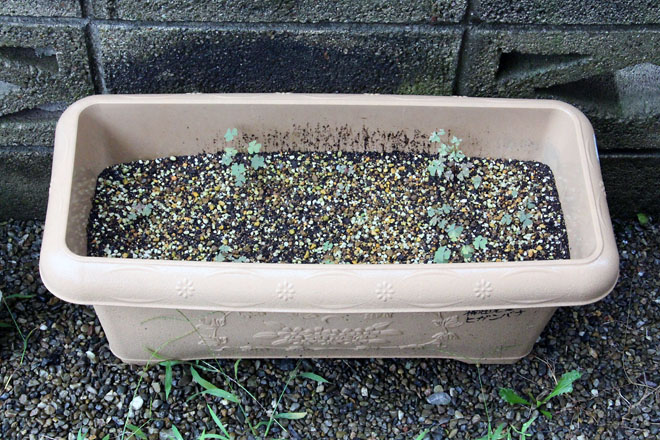 f:id:takahikonojima:20210815075953j:plain