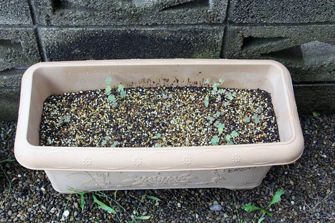 f:id:takahikonojima:20210816074208j:plain