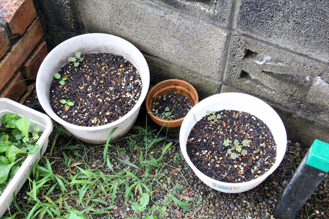 f:id:takahikonojima:20210817071055j:plain