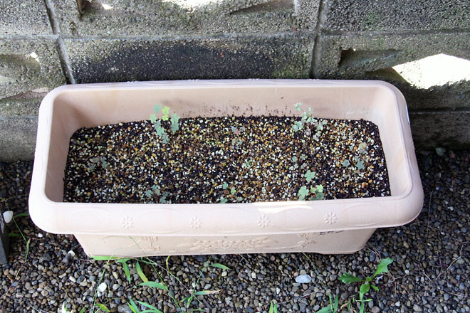 f:id:takahikonojima:20210818074155j:plain