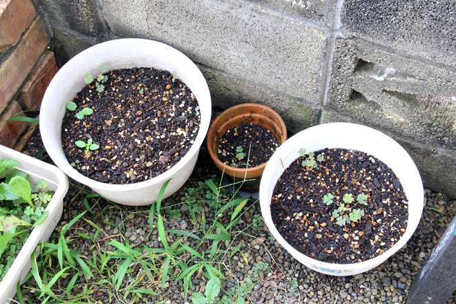 f:id:takahikonojima:20210819064423j:plain