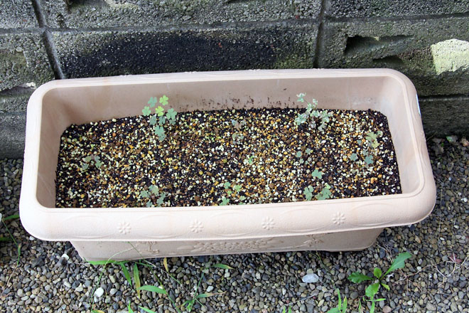 f:id:takahikonojima:20210819064427j:plain