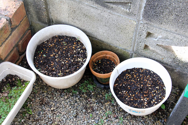 f:id:takahikonojima:20210821082408j:plain