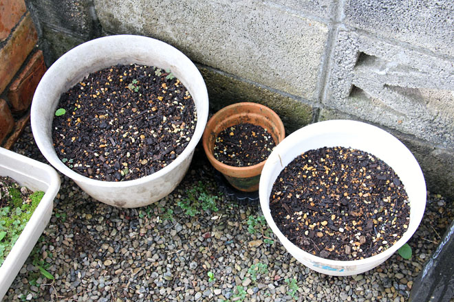 f:id:takahikonojima:20210825073306j:plain