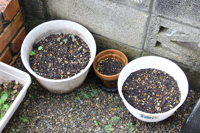 f:id:takahikonojima:20210905075515j:plain