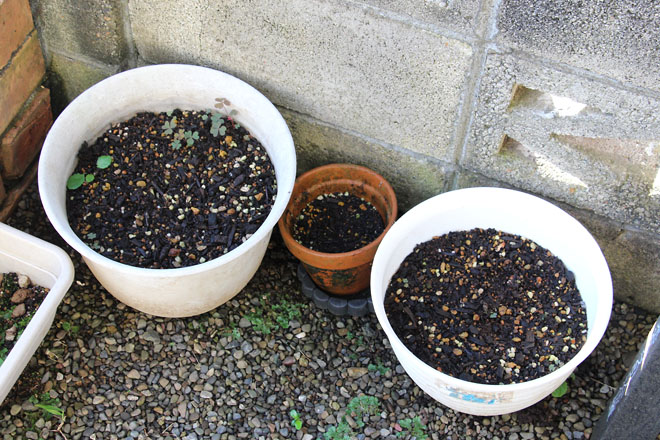 f:id:takahikonojima:20210907063436j:plain