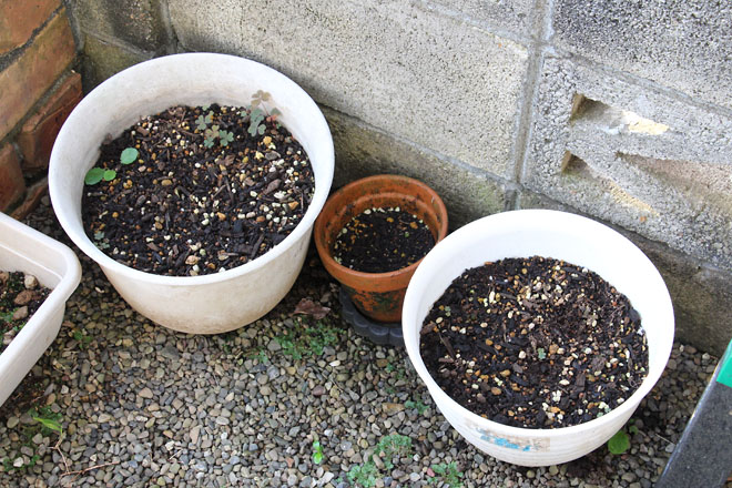 f:id:takahikonojima:20210908061611j:plain