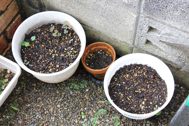 f:id:takahikonojima:20210910072129j:plain