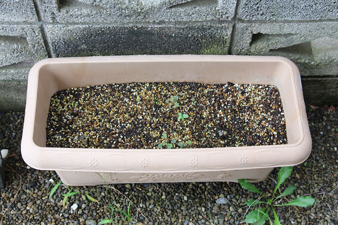 f:id:takahikonojima:20210910072133j:plain