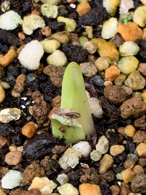 f:id:takahikonojima:20210910081229j:plain