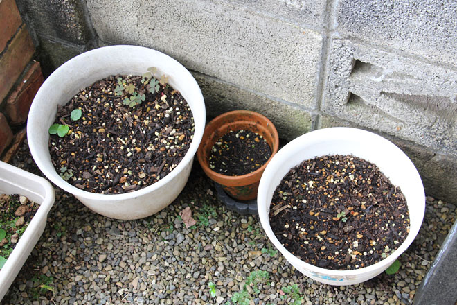 f:id:takahikonojima:20210911084016j:plain