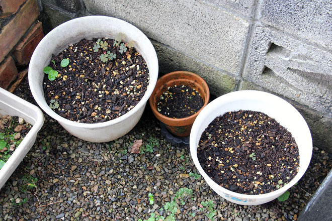 f:id:takahikonojima:20210912074519j:plain