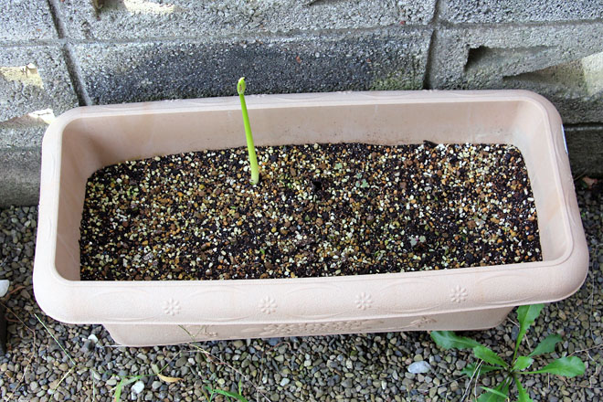 f:id:takahikonojima:20210913071036j:plain