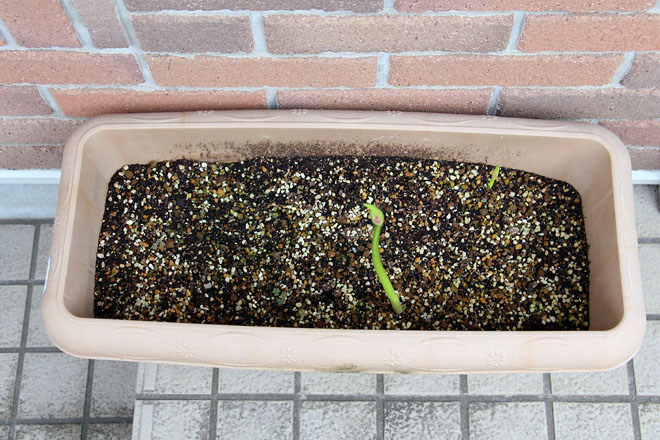 f:id:takahikonojima:20210914072130j:plain